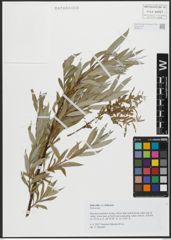 Foto von Salix alba var. britzensis Späth